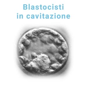 blastocisti-in-cavitazione
