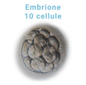 embrione-10-cellule