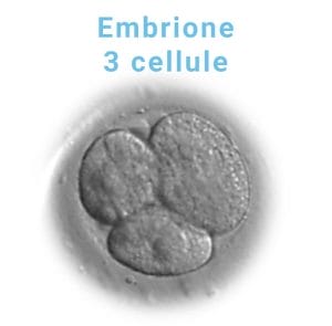 embrione-3-cellule