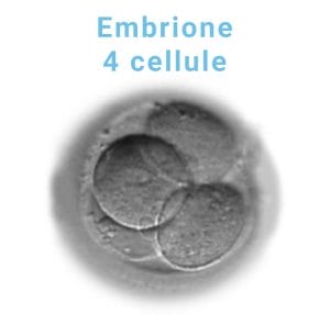 embrione-4-cellule