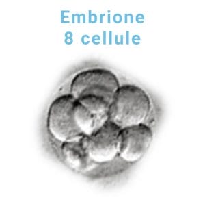 embrione-8-cellule