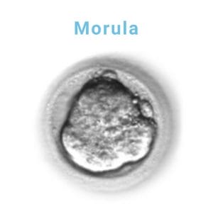 morula